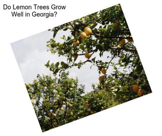 Do Lemon Trees Grow Well in Georgia?