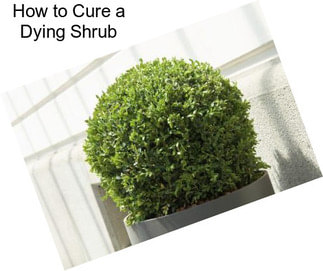 How to Cure a Dying Shrub