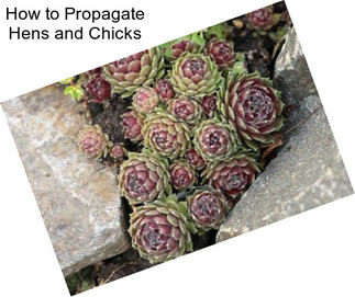 How to Propagate Hens and Chicks