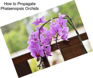 How to Propagate Phalaenopsis Orchids