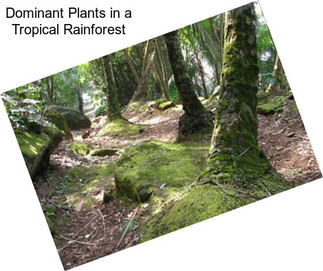 Dominant Plants in a Tropical Rainforest