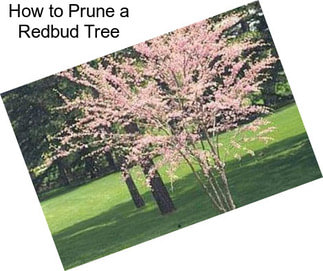 How to Prune a Redbud Tree