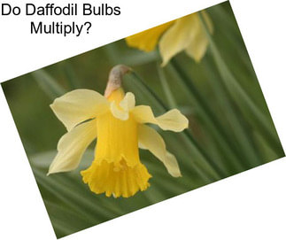 Do Daffodil Bulbs Multiply?