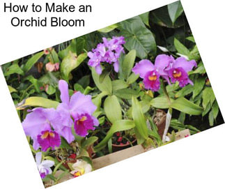 How to Make an Orchid Bloom