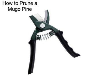 How to Prune a Mugo Pine