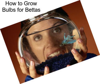 How to Grow Bulbs for Bettas