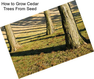 How to Grow Cedar Trees From Seed