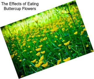 The Effects of Eating Buttercup Flowers