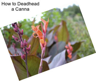 How to Deadhead a Canna