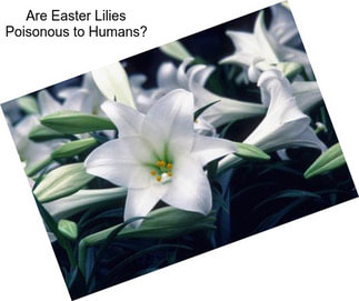 Are Easter Lilies Poisonous to Humans?