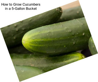 How to Grow Cucumbers in a 5-Gallon Bucket