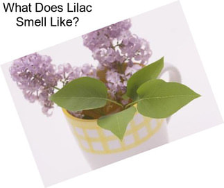 What Does Lilac Smell Like?