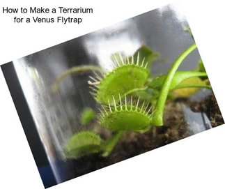 How to Make a Terrarium for a Venus Flytrap