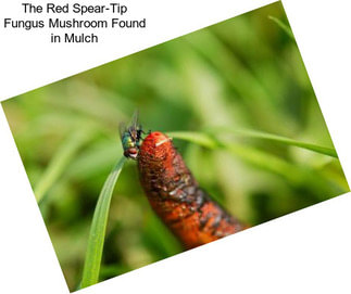 The Red Spear-Tip Fungus Mushroom Found in Mulch