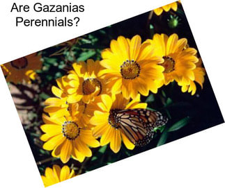 Are Gazanias Perennials?