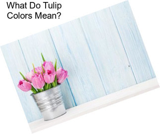 What Do Tulip Colors Mean?