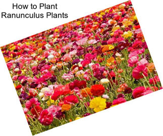 How to Plant Ranunculus Plants