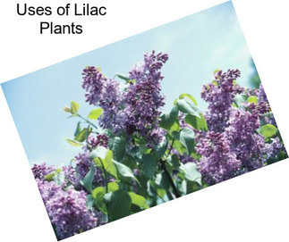 Uses of Lilac Plants