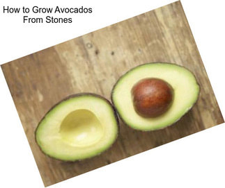 How to Grow Avocados From Stones