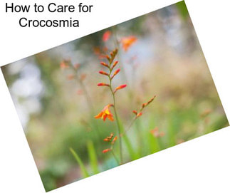 How to Care for Crocosmia