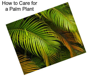 How to Care for a Palm Plant