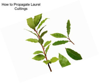 How to Propagate Laurel Cuttings