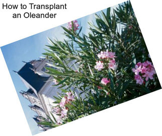 How to Transplant an Oleander