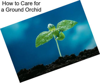 How to Care for a Ground Orchid