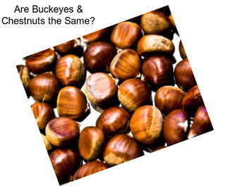 Are Buckeyes & Chestnuts the Same?
