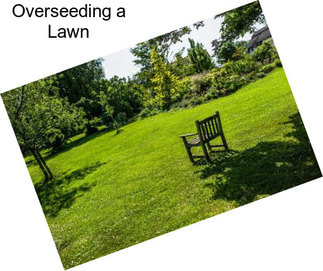 Overseeding a Lawn