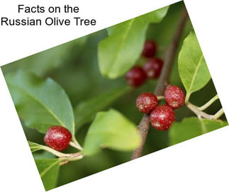 Facts on the Russian Olive Tree