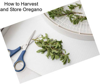 How to Harvest and Store Oregano