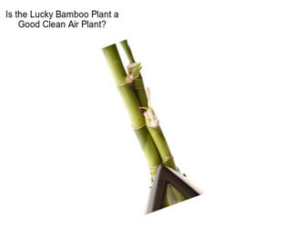 Is the Lucky Bamboo Plant a Good Clean Air Plant?