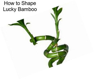 How to Shape Lucky Bamboo