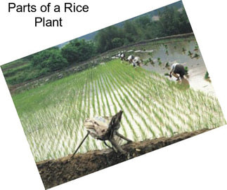 Parts of a Rice Plant