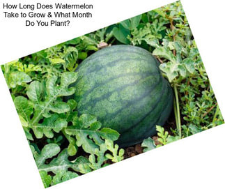 How Long Does Watermelon Take to Grow & What Month Do You Plant?