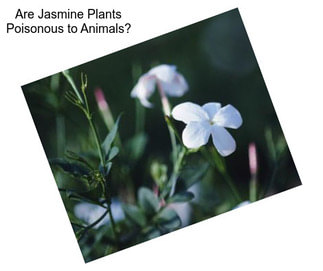 Are Jasmine Plants Poisonous to Animals?