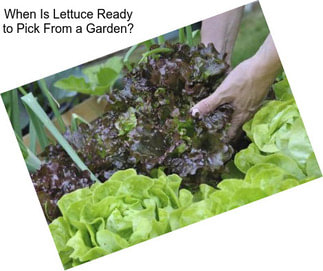 When Is Lettuce Ready to Pick From a Garden?