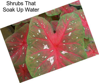 Shrubs That Soak Up Water