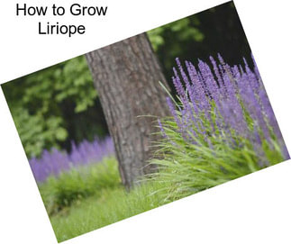 How to Grow Liriope