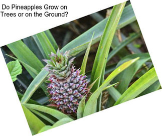 Do Pineapples Grow on Trees or on the Ground?