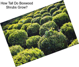 How Tall Do Boxwood Shrubs Grow?