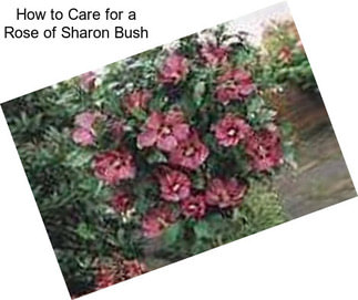 How to Care for a Rose of Sharon Bush