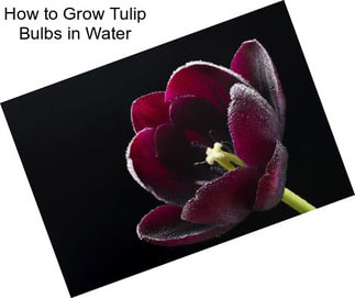 How to Grow Tulip Bulbs in Water