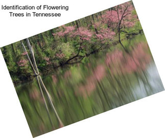 Identification of Flowering Trees in Tennessee