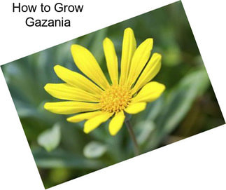 How to Grow Gazania