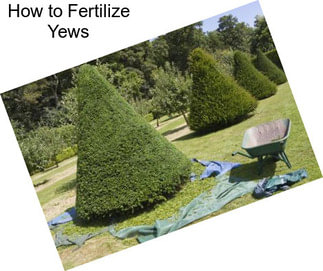 How to Fertilize Yews