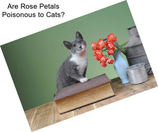 Are Rose Petals Poisonous to Cats?