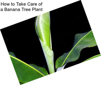 How to Take Care of a Banana Tree Plant