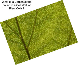 What Is a Carbohydrate Found in a Cell Wall of Plant Cells?